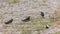 small dark green male birds on gravel and moss