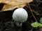 Small Dark Mushrooms Competing for Space on the Ground