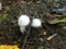 Small Dark Mushrooms Competing for Space on the Ground