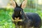 Small dark rabbit on the meadow