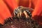 Small dark sweat bee (Halictus) feeding on orange red flower