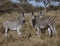 A small  dazzle of zebras look at the photographer