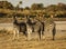 A small  dazzle of zebras look at the photographer