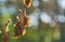 Small dead brown dried up ugly flowers in the backlight with beautiful bokeh