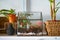 Small decoration plants in a glass garden terrarium forest. Terrarium house with piece of forest with self ecosystem in modern