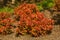 small decorative barberry bushes. Barberry bushes in the summer garden