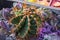 Small decorative cactus plants, desert garden arranged