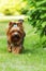 Small decorative family dog Yorkshire Terrier running on the grass in the summer