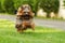 Small decorative family dog Yorkshire Terrier running on the grass in the summer