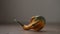 small decorative funny shaped pumkin on walnut table with copy space