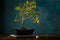 Small decorative pomegranate bonsai tree