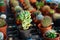 Small decorative pots with flowers cacti. View from above. Decor with fresh flowers. Home Flowers