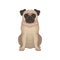 Small decorative pug dog with wrinkly, short-muzzled face, compact square body and short beige coat. Detailed flat