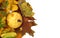 Small decorative pumpkin on dry autumn multicolor leafs