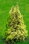 Small decorative spruce