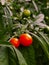 Small decorative tomatoes on a pot tree