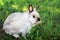 A small decorative white rabbit is sitting in the grass on nature