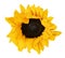 Small decorative yellow sunflower