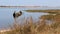 Small and decrepit sunken boat half-submerged in estuary, surrounded by vegetation. Small quaint town in horizon.