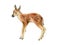 Small deer. Beautiful fawn image. Watercolor bambi illustration. Wild young deer animal with white spots. Forest and