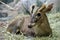 Small deer lies on the ground