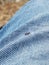 A small deer tick found on the blue jeans, pant leg of a man