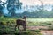 Small Deer Walking on Muddy Grassland At Misty Morning During Sunrise. The Deer is Without Antlers