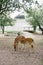 Small deer in a zoo in nature outdoors