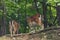 Small deers in dark slope forest in summer hot day