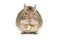 Small Degu isolated on a white