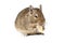 Small Degu isolated on a white background