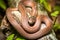 A small Dekay\\\'s Brownsnake (Storeria dekay).