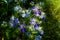 Small delicate blue flowers of nigella sativa plant, also known as black caraway, cumin or kalanji, in a sunny summer day,