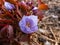 Small, delicate and charming spring-flowering asian twin leaf Jeffersonia dubia with pale violet and blue-lavender flowers in