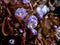 Small, delicate and charming spring-flowering asian twin leaf Jeffersonia dubia with pale violet and blue-lavender flowers in