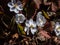 Small, delicate and charming spring-flowering asian twin leaf Jeffersonia dubia with pale violet and blue-lavender flowers in