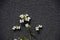 Small delicate charming white flowers on a gray interesting background on a summer day