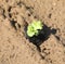 small delicate lettuce sprout on sandy soil symbol of life and r