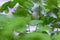 Small delicate Maiden hair fern leaves