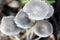 Small delicate mushroom that grows at night after rain