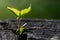 A small delicate plant with green leaves grows from a sawn off charred tree stump, backlit against a green background in sunlight