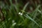 Small delicate snowdrop flowers