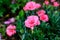 Small delicate vivid pink carnation flowers (Dianthus caryophyllus) on a raw wooden table in a sunny summer day,