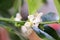 Small delicate white flowers of citrus plants Kaffir lime, Citrus hystrix with light green young leaves, close-up with selective