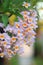 Small dendrobium orchid