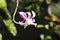 Small dendrobium orchid with blur background