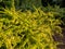 Small, dense low growing shrub (Berberis thunbergii) \\\'Golden Carpet\\\' with small golden yellow leaves
