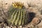 Small desert cactus outdoors