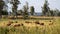 Small Devon cattle farm in the interior of Brazil