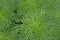 Small dew drops on fresh green leaves of Eupatorium capillifolium